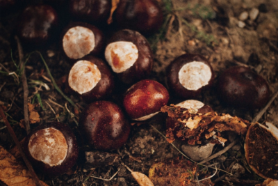 Chestnut Festival