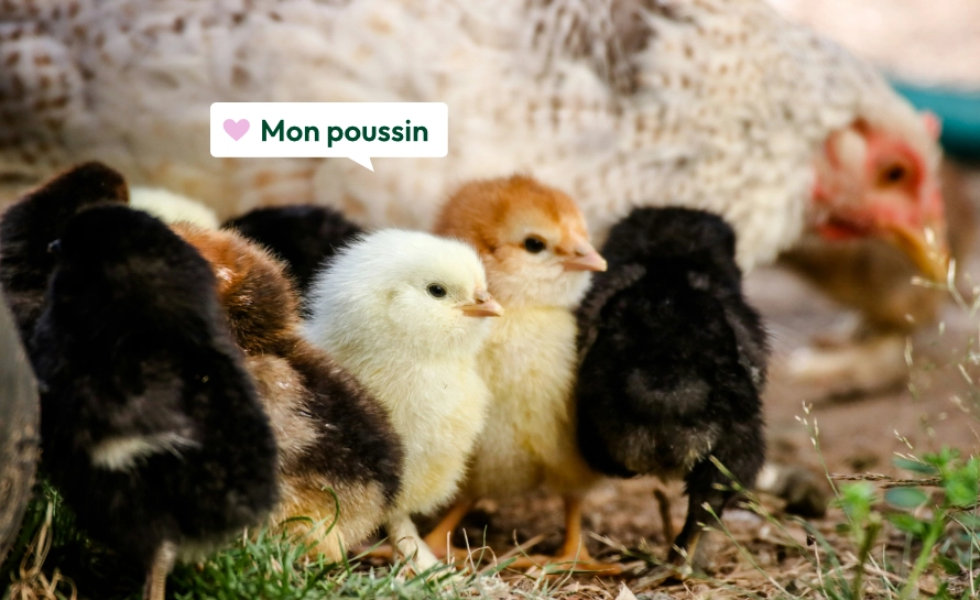 French terms of endearment