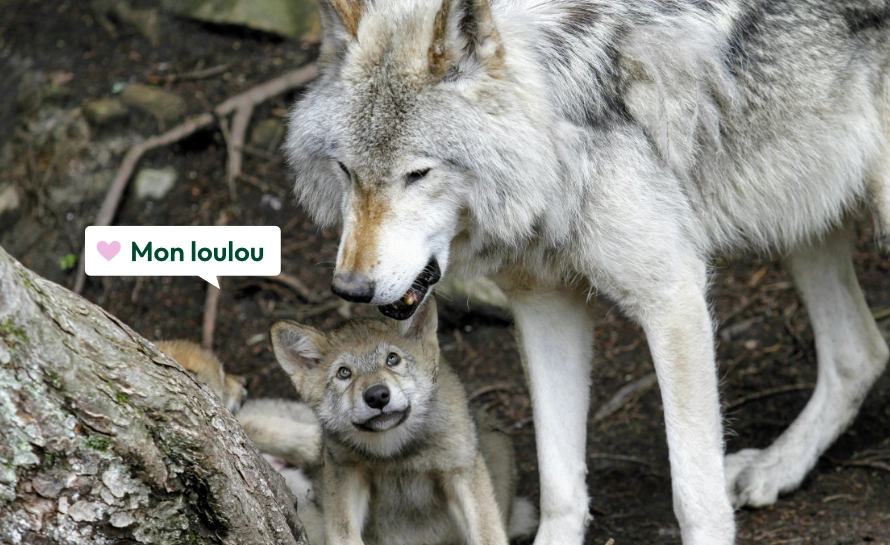 French terms of endearment