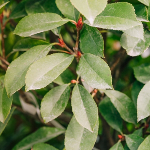 French herbs and spices