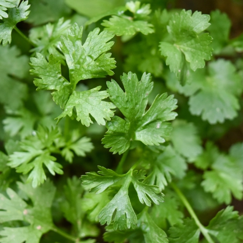 French herbs and spices