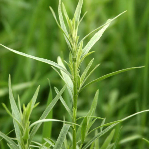 French herbs and spices